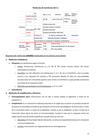 Moléculas de membrana del S.I.




Esquema de moléculas solubles implicadas en el sistema inmunitario
1. Moléculas mediadoras:
      Citoquinas: Las clasificamos según su función:
           o   Innata: Interleucinas, Interferones α y β, TGF β, TNF (tumor necrosis factor), CSF (factor
               estimulador de colonias).
           o   Específica: Las más relevantes son Interleucinas 2, 4, 5, 10, 12 y el Interferón γ que se pueden
               asociar a una respuesta Th1 (celular) o Th2 (humoral). Muchas de ellas son intercambiables
               (muchas veces la IL-10 también aparece como innata o el Interferón γ cuyos grandes productores
               son células de la respuesta innata).
           o   Moléculas que participan en la hematopoyesis: IL-3, IL-7 y CSF.
      Quimioquinas
2. Moléculas de amplificación y efectoras:
      Inmunoglobulinas (Ig’s): Interaccionan con los Ag’s e incluso median la fagocitosis a través de los
       receptores Fc.
      Complemento: Es un conjunto de moléculas presentes en la sangre que se activan en cascada (cascada de
       activación de actividades enzimáticas que producen al final la lisis del patógeno). Se activan bien a través
       de la inmunidad innata o a través de la adaptativa. Cuando es por la adaptativa, se hace a través de la
       interacción clásica Ag-Ac (se forma el inmunocomplejo). Cuando lo hace por la respuesta innata (sin
       ningún tipo de reconocimiento específico), lo puede hacer por dos vías:
           o   Alternativa: No hay ningún tipo de interacción, se activa casi espontáneamente por la interacción
               con el microorganismo.
           o   Lectinas: Interaccionan con oligosacáridos de los microorganismos.


                                                                                                                14
 