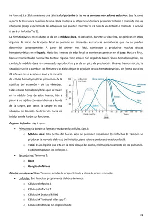 se forman). La célula madre es una célula pluripotente de las no se conocen marcadores exclusivos. Los factores
a partir de los cuales pasamos de una célula madre a su diferenciación hacia precursor linfoide o mieloide son las
citoquinas (linaje específico de las citoquinas que pueden controlar si irá hacia la vía linfoide o mieloide e incluso
si será un linfocito T o B).
La hematopoyesis en el adulto se da en la médula ósea, no obstante, durante la vida fetal, se generan en otros
órganos. Al inicio de la época fetal se produce en diferentes estructuras embriónicas que no se pueden
determinar concretamente. A partir del primer mes fetal, comienzan a producirse muchas células
hematopoyéticas en el hígado. Hacia los 2 meses de edad fetal se comienzan generan en el bazo. Hacia el final,
hacia el momento del nacimiento, tanto el hígado como el bazo han dejado de hacer células hematopoyéticas, en
cambio, la médula ósea ha comenzado a producirlas y se da un pico de producción. Una vez hemos nacido, la
situación vuelve a cambiar: los fémures y las tibias dejan de producir células hematopoyéticas, de forma que a los
20 años ya no se producen aquí y la mayoría
de células hematopoyéticas provienen de la
costillas, del esternón y de las vértebras.
Estas células hematopoyéticas que se hacen
en la médula ósea de estos huesos, irán a
parar a los tejidos correspondientes a través
de la sangre, por tanto, la sangre es una
situación de tránsito de dirección hacia los
tejidos donde harán sus funciones.

Órganos linfoides: Hay 2 tipos:
        Primarios: Es donde se forman y maduran las células. Son 2:
             o    Médula ósea: Está dentro del hueso. Aquí se producen y maduran los linfocitos B. También se
                  producen la mayoría del resto de linfocitos, pero solo se producen y maduran los B.
             o    Timo: Es un órgano que está en la zona debajo del cuello, encima prácticamente de los pulmones.
                  Es donde maduran los linfocitos T.
        Secundarios: Tenemos 2:
             o    Bazo
             o    Ganglios linfáticos

Células hematopoyéticas: Tenemos células de origen linfoide y otras de origen mieloide:
        Linfoides: Son linfocitos propiamente dichos y tenemos:
             o    Células o linfocito B
             o    Células o linfocito T
             o    Células NK (natural killer)
             o    Células NKT (natural killer tipo T)
             o    Células dendríticas de origen linfoide


                                                                                                                   24
 