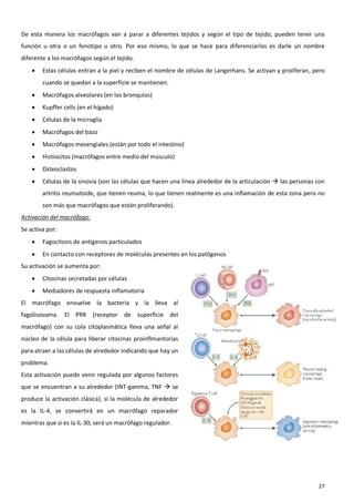 De esta manera los macrófagos van a parar a diferentes tejidos y según el tipo de tejido, pueden tener una
función u otra o un fenotipo u otro. Por eso mismo, lo que se hace para diferenciarlos es darle un nombre
diferente a los macrófagos según el tejido.
       Estas células entran a la piel y reciben el nombre de células de Langerhans. Se activan y proliferan, pero
        cuando se quedan a la superficie se mantienen.
       Macrófagos alveolares (en los bronquios)
       Kupffer cells (en el hígado)
       Células de la microglía
       Macrófagos del bazo
       Macrófagos mesengiales (están por todo el intestino)
       Histiocitos (macrófagos entre medio del músculo)
       Osteoclastos
       Células de la sinovia (son las células que hacen una línea alrededor de la articulación  las personas con
        artritis reumatoide, que tienen reuma, lo que tienen realmente es una inflamación de esta zona pero no
        son más que macrófagos que están proliferando).
Activación del macrófago:
Se activa por:
       Fagocitosis de antígenos particulados
       En contacto con receptores de moléculas presentes en los patógenos
Su activación se aumenta por:
       Citocinas secretadas por células
       Mediadores de respuesta inflamatoria
El macrófago envuelve la bacteria y la lleva al
fagolisosoma.    El PRR (receptor de          superficie del
macrófago) con su cola citoplasmática lleva una señal al
núcleo de la célula para liberar citocinas proinflmantorias
para atraer a las células de alrededor indicando que hay un
problema.
Esta activación puede venir regulada por algunos factores
que se encuentran a su alrededor (INT-gamma, TNF  se
produce la activación clásica), si la molécula de alrededor
es la IL-4, se convertirá en un macrófago reparador
mientras que si es la IL-30, será un macrófago regulador.




                                                                                                               27
 