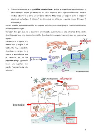    Si se activa se convierte en una célula inmunogénica y acelera la activación del sistema inmune. La
         célula dendrítica percibe que ha captado una célula perjudicial. En su superficie comienzan a aparecer
         muchas extensiones y coloca una molécula sobre las MHC dando una segunda señal al linfocito T
         advirtiendo del peligro. El linfocito T se diferenciará en células de respuesta inmune (T.helper, T-
         citotóxicas…).
Una vez activadas, se producen cambios morfológicos, fenotípicos, funcionales y migran a los nódulos linfáticos o
pueden volver a la sangre.
Un factor clave para que no se desarrollen enfermedades autoinmunes es esta tolerancia de las células
dendríticas, aparte de otros factores. Estas células dendríticas tienen un papel importante para que presenten Ag
propios.
Las dendríticas se forman en la
médula ósea y migran a los
tejidos. Hay muy pocas células
dendríticas en sangre. En su
aspecto se ven toda una serie
de   dendritas    por las     que
presentan los Ag’s y por tanto
tienen     una   superficie   muy
grande. Presentan los Ag a los
linfocitos T.




                                                                                                              29
 