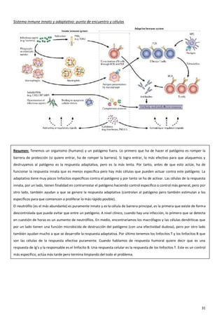 Sistema inmune innato y adaptativo: punto de encuentro y células




Resumen: Tenemos un organismo (humano) y un patógeno fuera. Lo primero que ha de hacer el patógeno es romper la
barrera de protección (si quiere entrar, ha de romper la barrera). Si logra entrar, lo más efectivo para que ataquemos y
destruyamos al patógeno es la respuesta adaptativa, pero es la más lenta. Por tanto, antes de que esto actúe, ha de
funcionar la respuesta innata que es menos específica pero hay más células que pueden actuar contra este patógeno. La
adaptativa tiene muy pocos linfocitos específicos contra el patógeno y por tanto se ha de activar. Las células de la respuesta
innata, por un lado, tienen finalidad en contrarrestar el patógeno haciendo control específico o control más general, pero por
otro lado, también ayudan a que se genere la respuesta adaptativa (controlan al patógeno pero también estimulan a los
específicos para que comiencen a proliferar lo más rápido posible).
El neutrófilo (es el más abundante) es puramente innato y es la célula de barrera principal, es la primera que existe de forma
descontrolada que puede evitar que entre un patógeno. A nivel clínico, cuando hay una infección, lo primero que se detecta
en cuestión de horas es un aumento de neutrófilos. En medio, encontraríamos los macrófagos y las células dendríticas que
por un lado tienen una función microbicida de destrucción del patógeno (con una efectividad dudosa), pero por otro lado
también ayudan mucho a que se desarrolle la respuesta adaptativa. Por último tenemos los linfocitos T y los linfocitos B que
son las células de la respuesta efectiva puramente. Cuando hablamos de respuesta humoral quiere decir que es una
respuesta de Ig’s y la responsable es el linfocito B. Una respuesta celular es la respuesta de los linfocitos T. Este es un control
más específico, actúa más tarde pero termina limpiando del todo el problema.




                                                                                                                                31
 