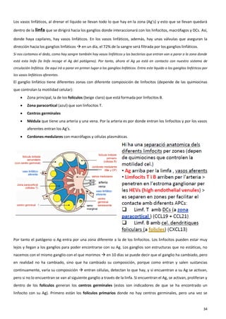 Los vasos linfáticos, al drenar el líquido se llevan todo lo que hay en la zona (Ag’s) y esto que se llevan quedará

dentro de la linfa que se dirigirá hacia los ganglios donde interaccionará con los linfocitos, macrófagos y DCs. Así,

donde haya capilares, hay vasos linfáticos. En los vasos linfáticos, además, hay unas válvulas que aseguran la
dirección hacia los ganglios linfáticos  en un día, el 72% de la sangre será filtrada por los ganglios linfáticos.
Si nos cortamos el dedo, como hay sangre también hay vasos linfáticos y las bacterias que entran van a parar a la zona donde
está esta linfa (la linfa recoge el Ag del patógeno). Por tanto, ahora el Ag ya está en contacto con nuestro sistema de
circulación linfática. De aquí irá a parar en primer lugar a los ganglios linfáticos. Entra este líquido a los ganglios linfáticos por
los vasos linfáticos aferentes.
El ganglio linfático tiene diferentes zonas con diferente composición de linfocitos (depende de las quimiocinas
que controlan la motilidad celular):
        Zona principal, la de los folículos (beige claro) que está formada por linfocitos B.
        Zona paracortical (azul) que son linfocitos T.
        Centros germinales
        Médula que tiene una arteria y una vena. Por la arteria es por donde entran los linfocitos y por los vasos
         aferentes entran los Ag’s.
        Cordones medulares con macrófagos y células plasmáticas.




Por tanto el patógeno o Ag entra por una zona diferente a la de los linfocitos. Los linfocitos pueden estar muy
lejos y llegan a los ganglios para poder encontrarse con su Ag. Los ganglios son estructuras que no estáticas, no
nacemos con el mismo ganglio con el que morimos  en 10 días se puede decir que el ganglio ha cambiado, pero
en realidad no ha cambiado, sino que ha cambiado su composición, porque como entran y salen sustancias
continuamente, varía su composición  entran células, detectan lo que hay, y si encuentran a su Ag se activan,
pero si no lo encuentran se van al siguiente ganglio a través de la linfa. Si encuentran el Ag, se activan, proliferan y
dentro de los folículos generan los centros germinales (estos son indicadores de que se ha encontrado un
linfocito con su Ag). Primero están los folículos primarios donde no hay centros germinales, pero una vez se


                                                                                                                                   34
 