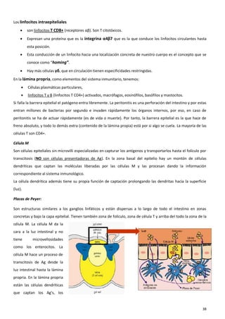 Los linfocitos intraepiteliales
        son linfocitos T CD8+ (receptores αβ). Son T citotóxicos.

        Expresan una proteína que es la integrina α4β7 que es la que conduce los linfocitos circulantes hasta
         esta posición.
        Esta conducción de un linfocito hacia una localización concreta de nuestro cuerpo es el concepto que se
         conoce como “homing”.
        Hay más células γδ, que en circulación tienen especificidades restringidas.

En la lámina propria, como elementos del sistema inmunitario, tenemos:
        Células plasmáticas particulares,
        linfocitos T y B (linfocitos T CD4+) activados, macrófagos, eosinófilos, basófilos y mastocitos.
Si falla la barrera epitelial el patógeno entra libremente. La peritonitis es una perforación del intestino y por estas
entran millones de bacterias por segundo e invaden rápidamente los órganos internos, por eso, en caso de
peritonitis se ha de actuar rápidamente (es de vida o muerte). Por tanto, la barrera epitelial es la que hace de
freno absoluto, y todo lo demás extra (contenido de la lámina propia) está por si algo se cuela. La mayoría de las
células T son CD4+.

Célula M
Son células epiteliales sin microvilli especializadas en capturar los antígenos y transportarlos hasta el folículo por
transcitosis (NO son células presentadoras de Ag). En la zona basal del epitelio hay un montón de células
dendríticas que captan las moléculas liberadas por las células M y las procesan dando la información
correspondiente al sistema inmunológico.
La célula dendrítica además tiene su propia función de captación prolongando las dendritas hacia la superficie
(luz).

Placas de Peyer:

Son estructuras similares a los ganglios linfáticos y están dispersas a lo largo de todo el intestino en zonas
concretas y bajo la capa epitelial. Tienen también zona de folículo, zona de célula T y arriba del todo la zona de la
célula M. La célula M da la
cara a la luz intestinal y no
tiene       microvellosidades
como los enterocitos. La
célula M hace un proceso de
transcitosis de Ag desde la
luz intestinal hasta la lámina
propria. En la lámina propria
están las células dendríticas
que captan los Ag’s, los


                                                                                                                    38
 