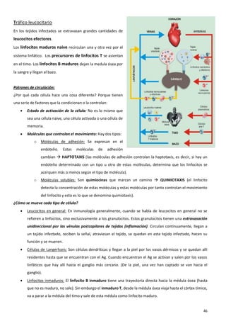 Tráfico leucocitario
En los tejidos infectados se extravasan grandes cantidades de
leucocitos efectores.
Los linfocitos maduros naive recirculan una y otra vez por el

sistema linfático. Los precursores de linfocitos T se asientan
en el timo. Los linfocitos B maduros dejan la medula ósea por
la sangre y llegan al bazo.


Patrones de circulación:
¿Por qué cada célula hace una cosa diferente? Porque tienen
una serie de factores que la condicionan o la controlan:
       Estado de activación de la célula: No es lo mismo que
        sea una célula naive, una célula activada o una célula de
        memoria.
       Moléculas que controlan el movimiento: Hay dos tipos:
            o    Moléculas de adhesión: Se expresan en el
                 endotelio.    Estas   moléculas   de   adhesión
                 cambian  HAPTOTAXIS (las moléculas de adhesión controlan la haptotaxis, es decir, si hay un
                 endotelio determinado con un tipo u otro de estas moléculas, determina que los linfocitos se
                 acerquen más o menos según el tipo de molécula).
            o    Moléculas solubles: Son quimiocinas que marcan un camino  QUIMIOTAXIS (el linfocito
                 detecta la concentración de estas moléculas y estas moléculas por tanto controlan el movimiento
                 del linfocito y esto es lo que se denomina quimiotaxis).
¿Cómo se mueve cada tipo de célula?
       Leucocitos en general: En inmunología generalmente, cuando se habla de leucocitos en general no se
        refieren a linfocitos, sino exclusivamente a los granulocitos. Estos granulocitos tienen una extravasación
        unidireccional por las vénulas postcapilares de tejidos (inflamación). Circulan continuamente, llegan a
        un tejido infectado, reciben la señal, atraviesan el tejido, se quedan en este tejido infectado, hacen su
        función y se mueren.
       Células de Langerhans: Son células dendríticas y llegan a la piel por los vasos dérmicos y se quedan allí
        residentes hasta que se encuentran con el Ag. Cuando encuentran el Ag se activan y salen por los vasos
        linfáticos que hay allí hasta el ganglio más cercano. (De la piel, una vez han captado se van hacia el
        ganglio).
       Linfocitos inmaduros: El linfocito B inmaduro tiene una trayectoria directa hacia la médula ósea (hasta
        que no es maduro, no sale). Sin embargo el inmaduro T, desde la médula ósea viaja hasta el córtex tímico,
        va a parar a la médula del timo y sale de esta médula como linfocito maduro.


                                                                                                               46
 