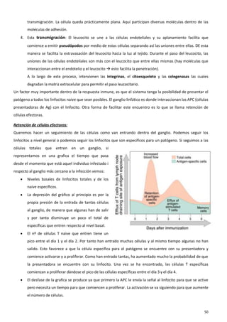 transmigración. La célula queda prácticamente plana. Aquí participan diversas moléculas dentro de las
        moléculas de adhesión.
    4. Esta transmigración: El leucocito se une a las células endoteliales y su aplanamiento facilita que
        comience a emitir pseudópodos por medio de estas células separando así las uniones entre ellas. DE esta
        manera se facilita la extravasación del leucocito hacia la luz al tejido. Durante el paso del leucocito, las
        uniones de las células endoteliales son más con el leucocito que entre ellas mismas (hay moléculas que
        interaccionan entre el endotelio y el leucocito  esto facilita la penetración).
        A lo largo de este proceso, intervienen las integrinas, el citoesqueleto y las colegenasas las cuales
        degradan la matriz extracelular para permitir el paso leucocitario.
Un factor muy importante dentro de la respuesta inmune, es que el sistema tenga la posibilidad de presentar el
patógeno a todos los linfocitos naive que sean posibles. El ganglio linfático es donde interaccionan las APC (células
presentadoras de Ag) con el linfocito. Otra forma de facilitar este encuentro es lo que se llama retención de
células efectoras.

Retención de células efectoras:
Queremos hacer un seguimiento de las células como van entrando dentro del ganglio. Podemos seguir los
linfocitos a nivel general o podemos seguir los linfocitos que son específicos para un patógeno. Si seguimos a las
células totales que entren en un ganglio, si
representamos en una grafica el tiempo que pasa
desde el momento que está aquel individuo infectado i
respecto al ganglio más cercano a la infección vemos:
       Niveles basales de linfocitos totales y de los
        naive específicos.
       La depresión del gráfico al principio es por la
        propia presión de la entrada de tantas células
        al ganglio, de manera que algunas han de salir
        y por tanto disminuye un poco el total de
        específicas que entren respecto al nivel basal.
       El nº de células T naive que entren tiene un
        pico entre el día 1 y el día 2. Por tanto han entrado muchas células y al mismo tiempo algunas no han
        salido. Esto favorece a que la célula específica para el patógeno se encuentre con su presentadora y
        comience activarse y a proliferar. Como han entrado tantas, ha aumentado mucho la probabilidad de que
        la presentadora se encuentre con su linfocito. Una vez se ha encontrado, las células T específicas
        comienzan a proliferar dándose el pico de las células específicas entre el día 3 y el día 4.
       El desfase de la grafica se produce ya que primero la APC le envía la señal al linfocito para que se active
        pero necesita un tiempo para que comiencen a proliferar. La activación se va siguiendo para que aumente
        el número de células.


                                                                                                                  50
 