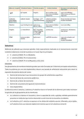 Selectinas
Moléculas de adhesión que reconocen glúcidos. Están especialmente implicadas en el reconocimiento inicial del
endotelio (rodamiento inicial de leucocitos en el vaso). Hay tres principales:
       E – selectina (CD62E)  en el Endotelio
       L – selectina (CD62L)  en los Leucocitos
       P – selectina (CD62P)  en las Plaquetas y otros sitios
Estructura:
Son glicoproteínas de membrana bastante grandes que están formadas por 3 dominios principales extracelulares.
Todas las proteínas con una cola citoplasmática inducen una cascada de señalización extracelular para inducir la
expresión de proteínas dentro del núcleo.
       Dominio de lectina tipo C que interacciona con grupos de carbohidratos específicos
       Dominio de factor de crecimiento epidérmico
       Dominio de un factor de crecimiento
       Dominio de una proteína de regulación transmembrana
       Cola citoplasmática
La diferencia entre E-selectina, L-selectina y P-selectina recae en el tamaño de los dominios pero todas reconocen
los glúcidos de las glicoproteínas de las membranas.
       La L-selectina se expresa en leucocitos y tiene la capacidad de unión a glúcidos sialilados generalmente
        presentes en moléculas tipo mucina induciendo la unión inicial de los leucocitos al endotelio.
       La E-selectina y la P- selectina se expresan en las células del endotelio vascular inflamado y otros tejidos.
        La P-selectina tiene una inducción rápida (min) mientras que en la E-selectina es lenta (h)




                                                                                                                  52
 