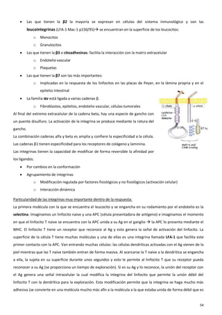      Las que tienen la β2 la mayoría se expresan en células del sistema inmunológico y son las
          leucointegrinas (LFA-1 Mac-1 p150/95) se encuentran en la superficie de los leucocitos:
              o   Monocitos
              o   Granulocitos
         Las que tienen la β3 o citoadhesinas: facilita la interacción con la matriz extracelular
              o   Endotelio vascular
              o   Plaquetas
         Las que tienen la β7 son las más importantes:
              o   Implicadas en la respuesta de los linfocitos en las placas de Peyer, en la lámina propria y en el
                  epitelio intestinal
         La familia αv está ligada a varias cadenas β.
              o   Fibroblastos, epitelios, endotelio vascular, células tumorales
Al final del extremo extracelular de la cadena beta, hay una especie de gancho con
un puente disulfuro. La activación de la integrina se produce mediante la rotura del
gancho.
La combinación cadenas alfa y beta es amplia y confiere la especificidad a la célula.
Las cadenas β1 tienen especificidad para los receptores de colágeno y laminina.
Las integrinas tienen la capacidad de modificar de forma reversible la afinidad por
los ligandos.
         Por cambios en la conformación
         Agrupamiento de integrinas
              o   Modificación regulada por factores fisiológicos y no fisiológicos (activación celular)
              o   Interacción dinámica

Particularidad de las integrinas muy importante dentro de la respuesta:
La primera molécula con la que se encuentra el leucocito y se engancha en su rodamiento por el endotelio es la
selectina. Imaginamos un linfocito naive y una APC (célula presentadora de antígeno) e imaginamos el momento
en que el linfocito T naive se encuentra con la APC unida a su Ag en el ganglio  la APC lo presenta mediante el
MHC. El linfocito T tiene un receptor que reconoce al Ag y esto genera la señal de activación del linfocito. La
superficie de la célula T tiene muchas moléculas y una de ellas es una integrina llamada LFA-1 que facilita este
primer contacto con la APC. Van entrando muchas células: las células dendríticas activadas con el Ag vienen de la
piel mientras que las T naive también entran de forma masiva. Al acercarse la T naive a la dendrítica se engancha
a ella, la sujeta en su superficie durante unos segundos y esto le permite al linfocito T que su receptor pueda
reconocer a su Ag (se proporciona un tiempo de exploración). Si es su Ag y lo reconoce, la unión del receptor con
el Ag genera una señal intracelular la cual modifica la integrina del linfocito que permite la unión débil del
linfocito T con la dendrítica para la exploración. Esta modificación permite que la integrina se haga mucho más
adhesiva (se convierte en una molécula mucho más afín a la molécula a la que estaba unida de forma débil que es


                                                                                                                54
 