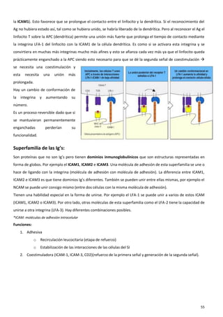 la ICAM1). Esto favorece que se prolongue el contacto entre el linfocito y la dendrítica. Si el reconocimiento del
Ag no hubiera estado así, tal como se hubiera unido, se habría liberado de la dendrítica. Pero al reconocer el Ag el
linfocito T sobre la APC (dendrítica) permite una unión más fuerte que prolonga el tiempo de contacto mediante
la integrina LFA-1 del linfocito con la ICAM1 de la célula dendrítica. Es como si se activara esta integrina y se
convirtiera en muchas más integrinas mucho más afines y esto se afianza cada vez más ya que el linfocito queda
prácticamente enganchado a la APC siendo esto necesario para que se dé la segunda señal de coestimulación 
se necesita una coestimulación y
esta     necesita       una   unión   más
prolongada.
Hay un cambio de conformación de
la     integrina    y    aumentando    su
número.
Es un proceso reversible dado que si
se mantuvieran permanentemente
enganchadas             perderían      su
funcionalidad.


Superfamilia de las Ig’s:
Son proteínas que no son Ig’s pero tienen dominios inmunoglobulínicos que son estructuras representadas en
forma de globos. Por ejemplo el ICAM1, ICAM2 e ICAM3. Una molécula de adhesión de esta superfamilia se une o
hace de ligando con la integrina (molécula de adhesión con molécula de adhesión). La diferencia entre ICAM1,
ICAM2 e ICAM3 es que tiene dominios Ig’s diferentes. También se pueden unir entre ellas mismas, por ejemplo el
NCAM se puede unir consigo mismo (entre dos células con la misma molécula de adhesión).
Tienen una habilidad especial en la forma de unirse. Por ejemplo el LFA-1 se puede unir a varios de estos ICAM
(ICAM1, ICAM2 o ICAM3). Por otro lado, otras moléculas de esta superfamilia como el LFA-2 tiene la capacidad de
unirse a otra integrina (LFA-3). Hay diferentes combinaciones posibles.
*ICAM: moléculas de adhesión intracelular
Funciones:
     1. Adhesiva
              o     Recirculación leucocitaria (etapa de refuerzo)
              o     Estabilización de las interacciones de las células del SI
     2. Coestimuladora (ICAM-1, ICAM-3, CD2)(refuerzo de la primera señal y generación de la segunda señal).




                                                                                                                 55
 