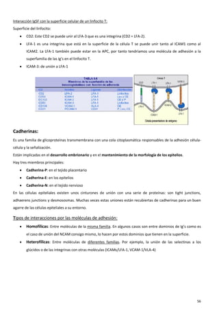 Interacción IgSF con la superficie celular de un linfocito T:
Superficie del linfocito:
       CD2: Este CD2 se puede unir al LFA-3 que es una integrina (CD2 = LFA-2).
       LFA-1 es una integrina que está en la superficie de la célula T se puede unir tanto al ICAM1 como al
        ICAM2. La LFA-1 también puede estar en la APC, por tanto tendríamos una molécula de adhesión a la
        superfamilia de las Ig’s en el linfocito T.
       ICAM-3: de unión a LFA-1




Cadherinas:
Es una familia de glicoproteínas transmembrana con una cola citoplasmática responsables de la adhesión célula-
célula y la señalización.
Están implicadas en el desarrollo embrionario y en el mantenimiento de la morfología de los epitelios.
Hay tres miembros principales:
       Cadherina-P: en el tejido placentario
       Cadherina-E: en los epitelios
       Cadherina-N: en el tejido nervioso
En las células epiteliales existen unos cinturones de unión con una serie de proteínas: son tight junctions,
adhaerens junctions y desmososmas. Muchas veces estas uniones están recubiertas de cadherinas para un buen
agarre de las células epiteliales a su entorno.

Tipos de interacciones por las moléculas de adhesión:
       Homofílicas: Entre moléculas de la misma familia. En algunos casos son entre dominios de Ig’s como es
        el caso de unión del NCAM consigo mismo, lo hacen por estos dominios que tienen en la superficie.
       Heterofílicas: Entre moléculas de diferentes familias. Por ejemplo, la unión de las selectinas a los
        glúcidos o de las integrinas con otras moléculas (ICAMs/LFA-1, VCAM-1/VLA-4)




                                                                                                            56
 