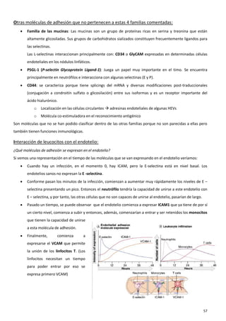 Otras moléculas de adhesión que no pertenecen a estas 4 familias comentadas:
      Familia de las mucinas: Las mucinas son un grupo de proteínas ricas en serina y treonina que están
       altamente glicosiladas. Sus grupos de carbohidratos sializados constituyen frecuentemente ligandos para
       las selectinas.
       Las L-selectinas interaccionan principalmente con: CD34 o GlyCAM expresadas en determinadas células
       endoteliales en los nódulos linfáticos.
      PSGL-1 (P-selectin Glycoprotein Ligand-1): Juega un papel muy importante en el timo. Se encuentra
       principalmente en neutrófilos e interacciona con algunas selectinas (E y P).
      CD44: se caracteriza porque tiene splicings del mRNA y diversas modificaciones post-traduccionales
       (conjugación a condroitín sulfato o glicosilación) entre sus isoformas y es un receptor importante del
       ácido hialurónico.
           o   Localización en las células circulantes  adresinas endoteliales de algunas HEVs
           o   Molécula co-estimuladora en el reconocimiento antigénico
Son moléculas que no se han podido clasificar dentro de las otras familias porque no son parecidas a ellas pero
también tienen funciones inmunológicas.

Interacción de leucocitos con el endotelio:
¿Qué moléculas de adhesión se expresan en el endotelio?
Si vemos una representación en el tiempo de las moléculas que se van expresando en el endotelio veríamos:
      Cuando hay un infección, en el momento 0, hay ICAM, pero la E-selectina está en nivel basal. Los
       endotelios sanos no expresan la E -selectina.
      Conforme pasan los minutos de la infección, comienzan a aumentar muy rápidamente los niveles de E –
       selectina presentando un pico. Entonces el neutrófilo tendría la capacidad de unirse a este endotelio con
       E – selectina, y por tanto, las otras células que no son capaces de unirse al endotelio, pasarían de largo.
      Pasado un tiempo, se puede observar que el endotelio comienza a expresar ICAM1 que ya tiene de por sí
       un cierto nivel, comienza a subir y entonces, además, comenzarían a entrar y ser retenidos los monocitos
       que tienen la capacidad de unirse
       a esta molécula de adhesión.
      Finalmente,       comienza        a
       expresarse el VCAM que permite
       la unión de los linfocitos T. (Los
       linfocitos necesitan un tiempo
       para poder entrar por eso se
       expresa primero VCAM)




                                                                                                                     57
 