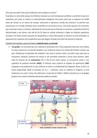 ¿Por qué este orden? ¿Por qué los linfocitos son los últimos en unirse?
Se produce en este orden porque los linfocitos necesitan un cierto tiempo para proliferar y aumentar los que son
específicos, por tanto, el sistema es suficientemente inteligente como para evitar que se expresen los VCAM
antes de tiempo, es un ahorro de energía. Comenzará a expresarse cuando sea necesario. Lo primero que
encontramos en el tejido infectado serían neutrófilos en las primeras horas, más tarde aparecen los monocitos
que comienzan a hacer su función, sobretodo de control para que la infección no comience a expandirse de forma
descontrolada, y por último, más allá de las 12 horas es cuando comienzan a llegar los linfocitos específicos
activados. Por tanto, primero actuarán los inespecíficos y si hace falta porque la infección no está controlada, se
expresarán los receptores de los específicos para que lleguen al tejido y terminen de eliminar la infección.

Endotelio alto (ganglio y placas de Peyer): endotelio naive, no activado
       Vía ganglio: Los leucocitos que van rodando se distribuyen por el flujo sanguíneo hasta que unas señales
        les hacen acercarse a la zona del endotelio. Las L-selectinas están en las células del linfocito y tienen una
        gran afinidad por los glúcidos del endotelio. Esta sería la primera señal, una señal suave para que se
        encuentren. Después, conforme las células se van activando comienzan a actuar otros factores, sobre
        todo los factores de las quimiocinas CCL-1, CCL-19 (no están sueltas, se encuentran unidas a una
        superficie de azúcares llamados GAGS). El linfocito naive contiene el receptor de quimiocinas CCR7
        (acoplado a una proteína G) el cual, conforme se activa, va modificando las integrinas. Ahora, la LFA-1 se
        activa (enganchada desde el principio con la L – selectina), como se modifica la integrina, al final
        tendremos una unión mucho más adherente a través de las ICAM-1, ICAM-2 entrando así en el ganglio
        porque se ha unido al endotelio alto donde quedará arrestada.




                                                                                                                  58
 