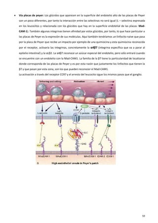    Vía placas de peyer: Los glúcidos que aparecen en la superficie del endotelio alto de las placas de Peyer
    son un poco diferentes, por tanto la interacción entre las selectinas no será igual (L – selectina expresada
    en los leucocitos y relacionada con los glúcidos que hay en la superficie endotelial de las placas: Mad-
    CAM-1). También algunas integrinas tienen afinidad por estos glúcidos, por tanto, lo que hace particular a
    las placas de Peyer es la expresión de sus moléculas. Aquí también tendríamos un linfocito naive que pasa
    por la placa de Peyer que recibe un impacto por ejemplo de una quimiocina y esta quimiocina reconocida
    por el receptor, activaría las integrinas, concretamente la α4β7 (integrina específica que va a parar al
    epitelio intestinal) y la αLβ2. La α4β7 reconoce un azúcar especial del endotelio, pero sólo entrará cuando
    se encuentre con un endotelio con la Mad-CAM1. La familia de la β7 tiene la particularidad de localizarse
    donde corresponda de las placas de Peyer y es por esta razón que justamente los linfocitos que tienen la
    β7 y que pasan por esta zona, son los que pueden reconocer el Mad-CAM1.
    La activación a través del receptor CCR7 y el arresto del leucocito sigue los mismos pasos que el ganglio.




                                                                                                                 59
 