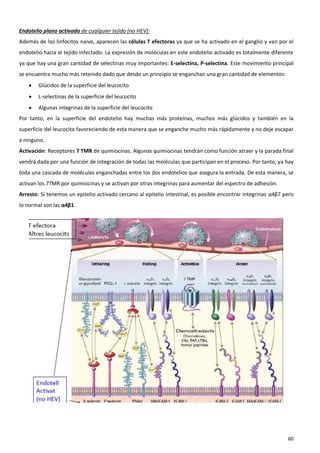Endotelio plano activado de cualquier tejido (no HEV):
Además de los linfocitos naive, aparecen las células T efectoras ya que se ha activado en el ganglio y van por el
endotelio hacia el tejido infectado. La expresión de moléculas en este endotelio activado es totalmente diferente
ya que hay una gran cantidad de selectinas muy importantes: E-selectina, P-selectina. Este movimiento principal
se encuentra mucho más retenido dado que desde un principio se enganchan una gran cantidad de elementos:
       Glúcidos de la superficie del leucocito
       L-selectinas de la superficie del leucocito
       Algunas integrinas de la superficie del leucocito
Por tanto, en la superficie del endotelio hay muchas más proteínas, muchos más glúcidos y también en la
superficie del leucocito favoreciendo de esta manera que se enganche mucho más rápidamente y no deje escapar
a ninguno.
Activación: Receptores 7 TMR de quimiocinas. Algunas quimiocinas tendrán como función atraer y la parada final
vendrá dada por una función de integración de todas las moléculas que participan en el proceso. Por tanto, ya hay
toda una cascada de moléculas enganchadas entre los dos endotelios que asegura la entrada. De esta manera, se
activan los 7TMR por quimiocinas y se activan por otras integrinas para aumentar del espectro de adhesión.
Arresto: Si tenemos un epitelio activado cercano al epitelio intestinal, es posible encontrar integrinas α4β7 pero
lo normal son las α4β1.




                                                                                                               60
 