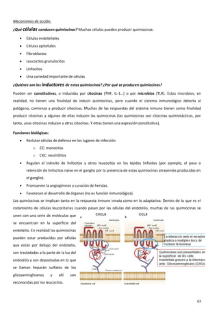 Mecanismos de acción:

¿Qué células conducen quimiocinas? Muchas células pueden producir quimiocinas:

       Células endoteliales
       Células epiteliales
       Fibroblastos
       Leucocitos granulocitos
       Linfocitos
       Una variedad importante de células

¿Quiénes son los inductores de estas quimiocinas? ¿Por qué se producen quimiocinas?

Pueden ser constitutivas, o inducidas por citocinas (TNF, IL-1…) o por microbios (TLR). Estos microbios, en
realidad, no tienen una finalidad de inducir quimiocinas, pero cuando el sistema inmunológico detecta al
patógeno, comienza a producir citocinas. Muchas de las respuestas del sistema inmune tienen como finalidad
producir citocinas y algunas de ellas inducen las quimocinas (las quimiocinas son citocinas quimiotácticas, por
tanto, unas citocinas inducen a otras citocinas. Y otras tienen una expresión constitutiva).

Funciones biológicas:
       Reclutar células de defensa en los lugares de infección.
            o   CC: monocitos
            o   CXC: neutrófilos
       Regulan el tránsito de linfocitos y otros leucocitos en los tejidos linfoides (por ejemplo, el paso o
        retención de linfocitos naive en el ganglio por la presencia de estas quimiocinas atrayentes producidas en
        el ganglio).
       Promueven la angiogénesis y curación de heridas.
       Favorecen el desarrollo de órganos (no es función inmunológica).
Las quimiocinas se implican tanto en la respuesta inmune innata como en la adaptativa. Dentro de lo que es el
rodamiento de células leucocitarias cuando pasan por las células del endotelio, muchas de las quimiocinas se
unen con una serie de moléculas que
se encuentran en la superficie del
endotelio. En realidad las quimiocinas
pueden estar producidas por células
que están por debajo del endotelio,
son trasladadas a la parte de la luz del
endotelio y son depositadas en lo que
se llaman heparán sulfatos de los
glicosaminglicanos      y     allí   son
reconocidas por los leucocitos.



                                                                                                               63
 