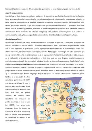 Los neutrófilos tienen receptores diferentes con dos quimiocinas en concreto con un papel muy importante.

Papel de las quimiocinas:
Cuando hay un daño tisular, se producen gradientes de quimiocinas que facilitan la dirección de los fagocitos
hacia la zona donde se ha iniciado el daño. Las quimiocinas hacen lo mismo que las moléculas de adhesión, es
decir, siguen el mismo patrón de atracción de células: primero los neutrófilos, después los monocitos y otras
células, y al final los linfocitos. Lo que entra primero tiene que ser siempre el neutrófilo. La quimiocina atrae estas
células hacia el endotelio y por tanto, disminuye el rodamiento (dificulta que ruede más) y también cambia la
conformación de las moléculas de adhesión (integrinas). Este gradiente se forma gracias a la unión de la
quimiocinas a los proteoglicanos enganchados a las moléculas del endotelio (como los heparan sulfatos).

Qumiocinas en el timo
La expresión de quimiocinas regula desde el primer día la circulación de linfocitos T. El receptor de quimiocinas
controla totalmente la vida del linfocito T que se inicia en la médula ósea a partir de un progenitor (stem cell) el
cual ya tiene receptores de quimiocinas. Cuando la progenitora de linfocito T sale de la médula ósea para ir hacia
el timo a madurar, necesita expresar un receptor particular (PCGL-1) para poder llegar allí. Estos receptores que
se expresan en el timocito, no sólo regulan el paso de la progenitora hasta el timo, sino también todos los pasos
de la maduración (el proceso de maduración en el timo sigue toda una serie de pasos caracterizados por un
movimiento determinado). Una vez maduro, saldrá del timo (es un linfocito T naive maduro). Este linfocito T naive
maduro tiene el CCR7 y el CXCR4 que son importantes porque caracterizan al T naive cuando está en la sangre y
son importantes para hacer la circulación de ganglio a ganglio. Ahora el linfocito T con estos dos receptores irá al
ganglio donde se puede encontrar con las células dendríticas donde se dará la respuesta (se activará el linfocito
T). El T activado es capaz de salir del ganglio después de activar a la célula B. Ahora se irá a los tejidos gracias
también a la expresión de otros
receptores quimiocinas. El CXCR4
está siempre a lo largo de todo el
proceso, vaya donde vaya, desde
que es inmaduro en la médula ósea
hasta   que    salga     del   ganglio
activado.     En    cambio,         otros
receptores    son      exclusivos     de
puntos concretos en toda su vida
(ej: CXCR7). Por tanto, estas
moléculas tienen la función de
transportar a los T de un punto a
otro. La función final del linfocito
es convertirse en efectora o en
célula de memoria.


                                                                                                                    65
 