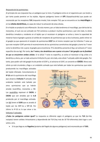 Respuesta de las quimiocinas:
Al principio de una respuesta hay un patógeno que la inicia. El patógeno entra en el organismo por una lesión y
por tanto puede penetrar en los tejidos. Algunos patógenos tienen el LPS (lipopolisacárido) que puede ser

reconocido por los receptores TLR (respuesta innata). Este receptor TLR, que se encuentra en los macrófagos o
en las células dendríticas, es capaz de inducir la activación de estas células.
En el tejido se producirá una inflamación. De esta manera, por un lado tendremos el macrófago, que deriva de los
monocitos, el cual una vez activado vía TLR comienza a producir muchas quimiocinas y por otro lado, la célula
dendrítica inmadura y residente en el tejido que al reconocer el patógeno se activa y tiene la capacidad de
moverse hacia el ganglio y gracias al cambio de receptores de quimiocinas que se da al activarse, podrá entrar en
el ganglio ya que aparecerá el receptor de quimiocinas CCR7 (es el mismo receptor que los linfocitos T naive ya
que este receptor CCR7 permite el reconocimiento de las quimiocinas constitutivas del ganglio y tanto los T naive
como la dendrítica irán a parar al ganglio para encontrarse  la dendrítica presenta el Ag y así activará al T naive
específico de ese Ag). Por tanto, las T naive y las dendríticas van a parar a la zona T del ganglio con la finalidad
de que se encuentren ambas células. Si la célula T naive es específica, se activa al reconocer el Ag unido a la
dendrítica y ahora, por un lado activará al linfocito B y por otro lado, esta célula T activada saldrá del ganglio. Por
tanto, para poder salir del ganglio ha de perder el CCR7 y, al activarse el CCR7, se convierte en CXCR3. Ahora esta
célula ya está circulando y llega a un endotelio activado que está bañado por todas las quimiocinas que están
produciendo los macrófagos activados
del tejido infectado. Concretamente el
IP-10 será la quimiocina del macrófago
que atraerá al linfocito T activado. Este
endotelio también está bañado por
otras quimiocinas que ya habrán
atraído neutrófilos, monocitos y NK.
Los neutrófilos expresan el CXCR1 o
CXCR2 que son atraídos por la IL-8
producida por el macrófago activado.
Las NK tienen el CCR5 que es atraído al
tejido por las MIP-1α y MP-1β. Por
último la IP-10 es la que atrae a los
linfocitos T activados.
¿Todos los patógenos actúan igual? La respuesta es diferente según el patógeno ya que los TLR (tor-like
receptor) tienen señales intracelulares y dependiendo del TLR (hay más de 10 TLR diferentes) dará lugar a una
señal u otra.
       Si lo que llega es vía flagelina (proteína del flagelo de algunos patógenos) será reconocida por el TLR5.




                                                                                                                    66
 