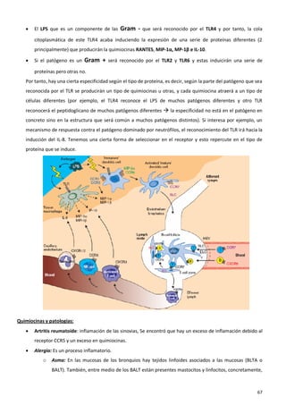    El LPS que es un componente de las      Gram -     que será reconocido por el TLR4 y por tanto, la cola

       citoplasmática de este TLR4 acaba induciendo la expresión de una serie de proteínas diferentes (2
       principalmente) que producirán la quimiocinas RANTES, MIP-1α, MP-1β e IL-10.

      Si el patógeno es un   Gram +      será reconocido por el TLR2 y TLR6 y estas induicirán una serie de

       proteínas pero otras no.
   Por tanto, hay una cierta especificidad según el tipo de proteína, es decir, según la parte del patógeno que sea
   reconocida por el TLR se producirán un tipo de quimiocinas u otras, y cada quimiocina atraerá a un tipo de
   células diferentes (por ejemplo, el TLR4 reconoce el LPS de muchos patógenos diferentes y otro TLR
   reconocerá el peptidoglicano de muchos patógenos diferentes  la especificidad no está en el patógeno en
   concreto sino en la estructura que será común a muchos patógenos distintos). Si interesa por ejemplo, un
   mecanismo de respuesta contra el patógeno dominado por neutrófilos, el reconocimiento del TLR irá hacia la
   inducción del IL-8. Tenemos una cierta forma de seleccionar en el receptor y esto repercute en el tipo de
   proteína que se induce.




Quimiocinas y patologías:
      Artritis reumatoide: inflamación de las sinovias, Se encontró que hay un exceso de inflamación debido al
       receptor CCR5 y un exceso en quimiocinas.
      Alergia: Es un proceso inflamatorio.
           o   Asma: En las mucosas de los bronquios hay tejidos linfoides asociados a las mucosas (BLTA o
               BALT). También, entre medio de los BALT están presentes mastocitos y linfocitos, concretamente,



                                                                                                                67
 