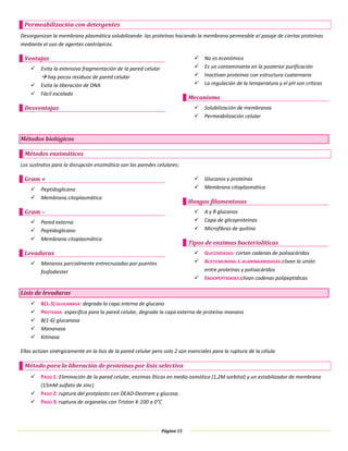 Página 15
Permeabilización con detergentes
Desorganizan la membrana plasmática solubilizando las proteínas haciendo la membrana permeable al pasaje de ciertas proteínas
mediante el uso de agentes caotrópicos.
Ventajas
 Evita la extensiva fragmentación de la pared celular
 hay pocos residuos de pared celular
 Evita la liberación de DNA
 Fácil escalado
Desventajas
 No es económico
 Es un contaminante en la posterior purificación
 Inactivan proteínas con estructura cuaternaria
 La regulación de la temperatura y el pH son críticas
Mecanismo
 Solubilización de membranas
 Permeabilización celular
Métodos biológicos
Métodos enzimáticos
Los sustratos para la disrupción enzimática son las paredes celulares:
Gram +
 Peptidoglicano
 Membrana citoplasmática
Gram –
 Pared externa
 Peptidoglicano
 Membrana citoplasmática
Levaduras
 Mananos parcialmente entrecruzadas por puentes
fosfodiester
 Glucanos y proteínas
 Membrana citoplasmática
Hongos filamentosos
 Α y β glucanos
 Capa de glicoproteínas
 Microfibras de quitina
Tipos de enzimas bacteriolíticas
 GLICOSIDASAS: cortan cadenas de polisacáridos
 ACETILMURANIL-L-ALANINAAMIDASAS:clivan la unión
entre proteínas y polisacáridos
 ENDOPEPTIDASES:clivan cadenas polipeptidicas
Lisis de levaduras
 Β(1-3) GLUCANASA: degrada la capa interna de glucano
 PROTEASA: especifica para la pared celular, degrada la capa externa de proteína-manano
 Β(1-6) glucanasa
 Mananasa
 Kitinasa
Ellas actúan sinérgicamente en la lisis de la pared celular pero solo 2 son esenciales para la ruptura de la célula
Método para la liberación de proteínas por lisis selectiva
 PASO 1: Eliminación de la pared celular, enzimas líticas en medio osmótico (1,2M sorbitol) y un estabilizador de membrana
(15mM sulfato de zinc)
 PASO 2: ruptura del protplasto con DEAD-Dextram y glucosa
 PASO 3: ruptura de organelas con Triston X-100 a 0°C
 