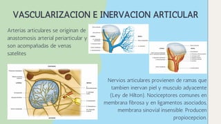 VASCULARIZACION E INERVACION ARTICULAR
Arterias articulares se originan de
anastomosis arterial periarticular y
son acompañadas de venas
satelites
Nervios articulares provienen de ramas que
tambien inervan piel y musculo adyacente
(Ley de Hilton). Nociceptores comunes en
membrana fibrosa y en ligamentos asociados,
membrana sinovial insensible. Producen
propiocepcion.
 