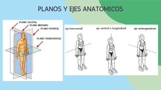 PLANOS Y EJES ANATOMICOS
 