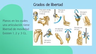 Planos en los cuales
una articulación tiene
libertad de movilidad.
Existen 1, 2 y 3 GL.
Grados de libertad
 