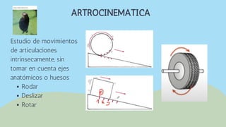 Rodar
Deslizar
Rotar
Estudio de movimientos
de articulaciones
intrínsecamente, sin
tomar en cuenta ejes
anatómicos o huesos
ARTROCINEMATICA
 
