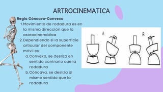 ARTROCINEMATICA
Movimiento de rodadura es en
la misma dirección que la
osteocinemática
Dependiendo si la superficie
articular del componente
móvil es:
Convexa, se desliza en
sentido contrario que la
rodadura
Cóncava, se desliza al
mismo sentido que la
rodadura
Regla Cóncavo-Convexo
1.
2.
a.
b.
 