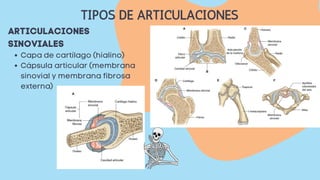 Capa de cartílago (hialino)
Cápsula articular (membrana
sinovial y membrana fibrosa
externa)
ARTICULACIONES
SINOVIALES
TIPOS DE ARTICULACIONES
 