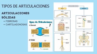 TIPOS DE ARTICULACIONES
FIBROSAS
CARTILAGINOSAS
ARTICULACIONES
SÓLIDAS
 