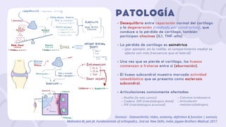 Desequilibrio entre reparación normal del cartílago
y la degeneración (mediada por condrocitos), que
conduce a la pérdida de cartílago, también
participan citocinas (IL1, TNF-alfa)
La pérdida de cartílago es asimétrica
(por ejemplo, en la rodilla, el compartimento medial se
afecta con más frecuencia que el lateral)
Una vez que se pierde el cartílago, los huesos
comienzan a frotarse entre sí (eburnación).
El hueso subcondral muestra marcada actividad
osteoblástica que se presenta como esclerosis
subcondral.
Articulaciones comúnmente afectadas:
Rodilla (la más común)
Cadera, DIP (interfalángica distal)
PIP (interfalángica proximal)
PATOLOGÍA
Osmosis - Osteoarthritis: Video, anatomy, definition & function | osmosis.
Mohindra M, Jain JK. Fundamentals of orthopedics. 2nd ed. New Delhi, India: Jaypee Brothers Medical; 2017.
Columna lumbosacra
Articulación
metatarsofalángica
 