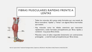 FIBRAS MUSCULARES RAPIDAS FRENTE A
LENTAS
• Todos los músculos del cuerpo están formados por una mezcla de
fibras musculares “rápidas” y “lentas” con algunas fibras intermedias
que existen.
• Hay músculos como los tibiales anteriores que reaccionan
rápidamente y están formados principalmente por fibras rápidas y
contienen muy pocas fibras lentas.
• Músculos como el sóleo responden lentamente con contracciones
prolongadas y está formado principalmente por fibras lentas.
Hall JE. Guyton & Hall. Tratado de fisiología médica. Capitulo 6 p. 88 (Edición 14th). [Reino Unido]: Elsevier Limited (UK); 2021.
 