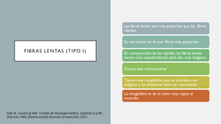 FIBRAS LENTAS (TIPO I)
Las fibras lentas son más pequeñas que las fibras
rápidas
Su inervación se da por fibras más pequeñas
En comparación de las rápidas, las fibras lentas
tienen más vascularización para dar más oxígeno.
Tienen más mitocondrias
Tienen más mioglobina que se combina con
oxígeno y se almacena hasta ser necesitado.
La mioglobina le da el color mas rojizo al
musculo.
Hall JE. Guyton& Hall. Tratado de fisiología médica. Capitulo 6 p.88
(Edición14th). [Reino Unido]: Elsevier Limited (UK); 2021.
 