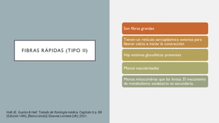 FIBRAS RÁPIDAS (TIPO II)
Son fibras grandes
Tienen un retículo sarcoplásmico extenso para
liberar calcio e iniciar la contracción
Hay enzimas glucolíticas presentes
Menos vascularizadas
Menos mitocondrias que las lentas. El mecanismo
de metabolismo oxidatorio es secundario.
Hall JE. Guyton& Hall. Tratado de fisiología médica. Capitulo 6 p. 88
(Edición14th). [Reino Unido]: Elsevier Limited (UK); 2021.
 