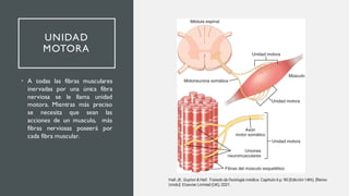 UNIDAD
MOTORA
• A todas las fibras musculares
inervadas por una única fibra
nerviosa se le llama unidad
motora. Mientras más preciso
se necesita que sean las
acciones de un musculo, más
fibras nerviosas poseerá por
cada fibra muscular.
Hall JE. Guyton & Hall. Tratado de fisiología médica. Capitulo 6 p. 90 (Edición 14th). [Reino
Unido]: Elsevier Limited (UK); 2021.
 