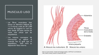 MUSCULO LISO
• Las fibras musculares lisas
tienen un diámetro habitual de
1 a 5 micras y solo de 20 a 500
micras de longitud lo cual los
hace desde 30 hasta cientos de
veces más chicas que las
esqueléticas.
• Los mismos conceptos de
contracción se aplican al
musculo liso al igual que el
esquelético. Solo varía su
disposición física interna.
Hall JE. Guyton & Hall. Tratado de fisiología médica. CAPITULO 7 p.92 (Edición
14th). [Reino Unido]: Elsevier Limited (UK); 2021.
 