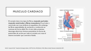 MUSCULO CARDIACO
• El corazón tiene tres tipos de fibras, musculo auricular,
musculo ventricular y fibras musculares.El auricular y
ventricular son muy similares al esquelético. Sin embargo,
las fibras especializadas de excitación y conducción se
contraen de forma débil. Por el otro lado, presentan
descargas eléctricas rítmicas automáticas en forma de
potenciales de acción por todo el corazón, así crean el
sistema excitador que controla el latido.
Hall JE. Guyton & Hall. Tratado de fisiología médica. CAPITULO 8 p.100 (Edición 14th). [Reino Unido]: ElsevierLimited (UK); 2021.
 