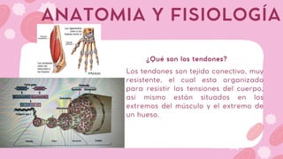 Los tendones son tejido conectivo, muy
resistente, el cual esta organizado
para resistir las tensiones del cuerpo,
así mismo están situados en los
extremos del músculo y el extremo de
un hueso.
ANATOMIA Y FISIOLOGÍA
¿Qué son los tendones?
 