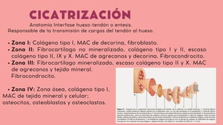 Anatomía Interfase hueso-tendón o entesis.
Responsable de la transmisión de cargas del tendón al hueso.
Zona I: Colágeno tipo I, MAC de decorina, fibroblasto.
Zona II: Fibrocartílago no mineralizado, colágeno tipo I y II, escaso
colágeno tipo II, IX y X. MAC de agrecanos y decorina. Fibrocondrocito.
Zona III: Fibrocartílago mineralizado, escaso colágeno tipo II y X. MAC
de agrecanos y tejido mineral.
Zona IV: Zona ósea, colágeno tipo I,
Fibrocondrocito.
MAC de tejido mineral y celular;
osteocitos, osteoblastos y osteoclastos.
CICATRIZACIÓN
 