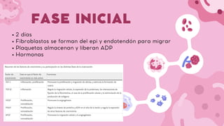 FASE INICIAL
2 días
Fibroblastos se forman del epi y endotendón para migrar
Plaquetas almacenan y liberan ADP
Hormonas
 