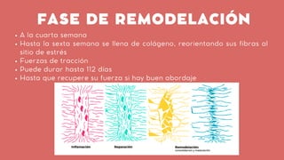 FASE DE REMODELACIÓN
A la cuarta semana
Hasta la sexta semana se llena de colágeno, reorientando sus fibras al
sitio de estrés
Fuerzas de tracción
Puede durar hasta 112 días
Hasta que recupere su fuerza si hay buen abordaje
 
