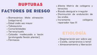 ETIOLOGÍA
Afecta Matriz de colágeno y
tenocitos
Rizado desigual e irregular
Disminución de ondulación de
las ondas
Incremento colágeno
reparador tipo III
FACTORES DE RIESGO
Degeneración por sobre uso
Cizalla, comprensiva o tensil
Almacenamiento y liberación
Biomecánico: Mala alineación
(valgo/varo)
Edad cada vez mayor
Tabaquismo
Comorbilidades
Terreno/suelo
Calzado: inadecuado o tacón
(prolongada flexión plantar)
Fármacos
RUPTURAS
 