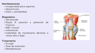 Incapacidad para soportar
Hemartrosis
Dolor y sensibilidad
Ultrasonido
Rayos X: posición y potencial de
fractura
MRI: inusual
Inflamación
Inabilidad de mantenerla derecha o
rótula alta o baja
Cirugía
Yeso de extensión
Rehabilitación
Manifestaciones
Diagnóstico
Tratamiento
 