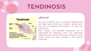 En esta condición hay un proceso degenerativo
del tejido que conforma el tendón, quiere decir
que hay un desgaste del tendón y no sólo una
inflamación.
Esto implica una pérdida progresiva de la
capacidad de respuesta para una adecuada
regeneración o cicatrización por someterse a una
carga cíclica de gran volumen y de manera
reiterada.
TENDINOSIS
¿Qué es?
 