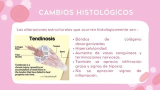Las alteraciones estructurales que ocurren histológicamente son :
CAMBIOS HISTOLÓGICOS
Bandas de colágeno
desorganizadas
Hipercelularidad
Aumento de vasos sanguíneos y
terminaciones nerviosas.
También se aprecia infiltración
grasa y signos de hipoxia.
No se aprecian signos de
inflamación.
 