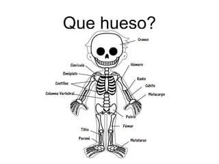 Que hueso?
 