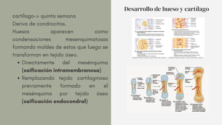 Directamente del mesénquima
(osificación intramembranosa)
Remplazando tejido cartilaginoso
previamente formado en el
mesénquima por tejido óseo
(osificación endocondral)
cartílago-> quinta semana
Deriva de condrocitos.
Huesos aparecen como
condensaciones mesenquimatosas
formando moldes de estos que luego se
transforman en tejido óseo.
Desarrollo de hueso y cartílago
 