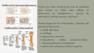 Forma una capa membranosa que se condensa
para formar un molde óseo, células se
diferencian en osteoblastos--- centros de
osificación. (células vecinas- calcifica)
molde del hueso
cartílago
pericondrio- periostio
vasculatura, células pluripotenciales->
hematopoyeticas y osteoblastos
centros de osificación (diáfisis y epífisis
Huesos largos de las extremidades. (Después del
periodo embrionario)
Osificación intramembranosa
Osificación endocondral
 