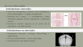 Interzonas homogéneas: 6 semana- área condrógenica
entre extremidades-> +modelos cartilaginosos
Interzonas de 3 capas: 7. 2 condrogénicas y capa
intermedia (cápsula articular, ligamentos y membrana
sinovial
Cavitación articular: espacios en el centro de la
articulación ->cavidad articular
mesénquima interzonal ->cartílago, fibrocartílago o
tejido fibroso
no hay cavidad articular -> unión cabos óseos
calcificación en vida adulta (cráneo)
6ta inica- 8tava adulto
Articulaciones sinoviales
Articulaciones no sinoviales
 