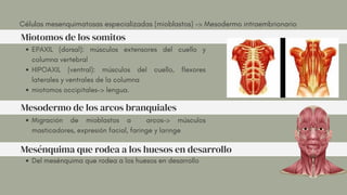 EPAXIL (dorsal): músculos extensores del cuello y
columna vertebral
HIPOAXIL (ventral): músculos del cuello, flexores
laterales y ventrales de la columna
miotomos occipitales-> lengua.
Migración de mioblastos a arcos-> músculos
masticadores, expresión facial, faringe y laringe
Del mesénquima que rodea a los huesos en desarrollo
Células mesenquimatosas especializadas (mioblastos) -> Mesodermo intraembrionario
Miotomos de los somitos
Mesodermo de los arcos branquiales
Mesénquima que rodea a los huesos en desarrollo
 