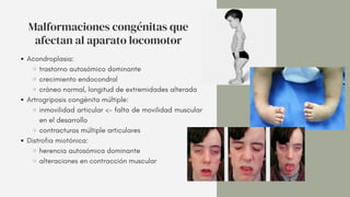 Acondroplasia:
trastorno autosómico dominante
crecimiento endocondral
cráneo normal, longitud de extremidades alterada
Artrogriposis congénita múltiple:
inmovilidad articular <- falta de movilidad muscular
en el desarrollo
contracturas múltiple articulares
Distrofia miotónica:
herencia autosómica dominante
alteraciones en contracción muscular
Malformaciones congénitas que
afectan al aparato locomotor
 